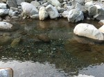 富士市の須津川で水遊び