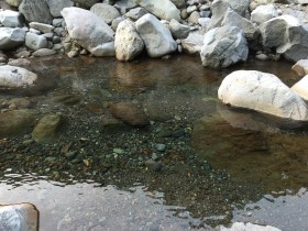 富士市の須津川で水遊び